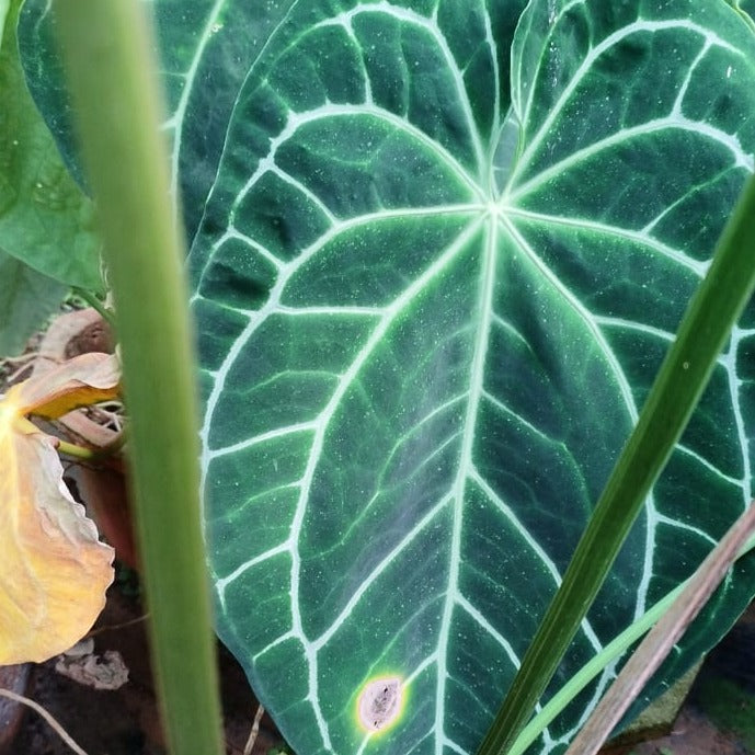 Elephant ear