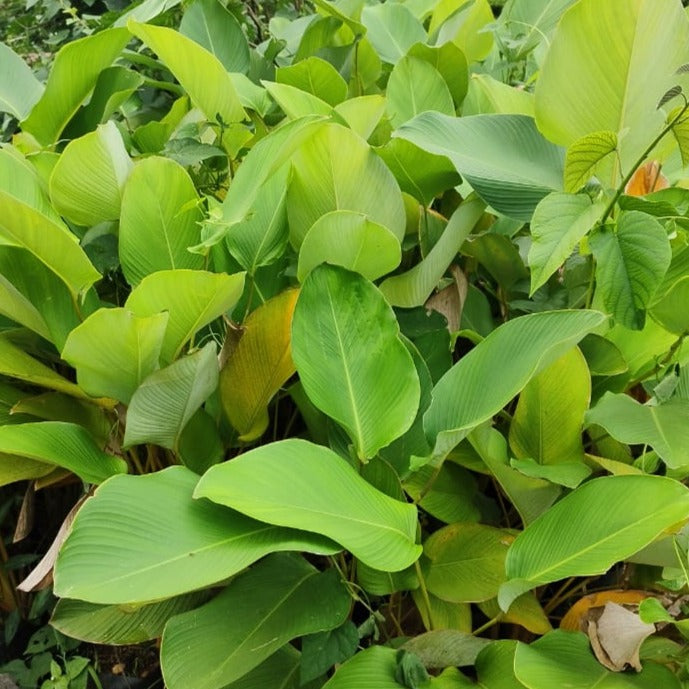 Calathea lutea