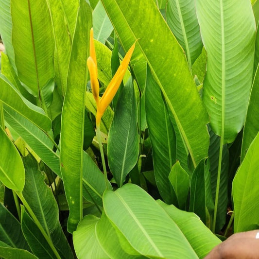 Heliconia yellow