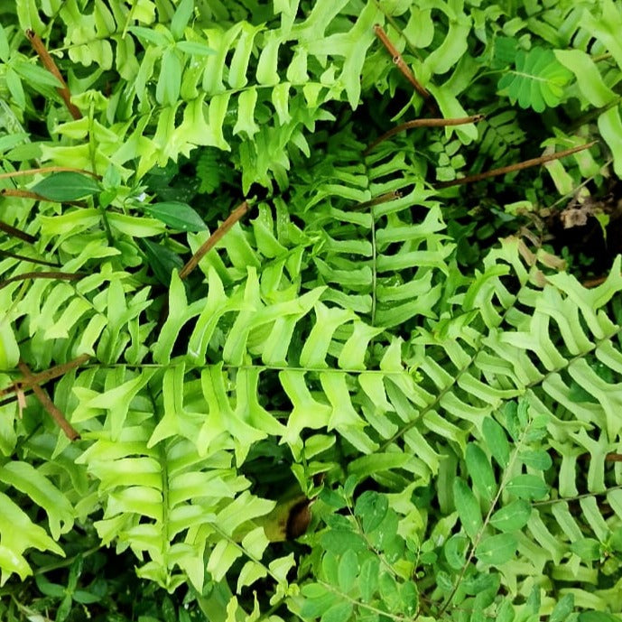 Fish tail fern