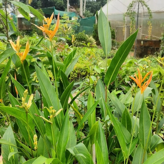 Heliconia orange