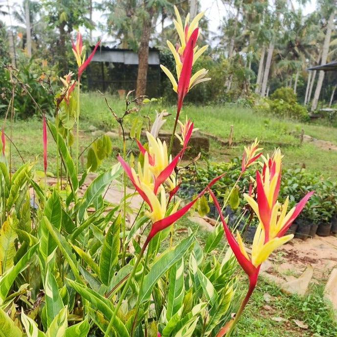 Heliconia orange