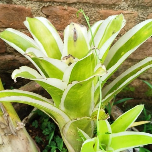 Bromeliad white bordered