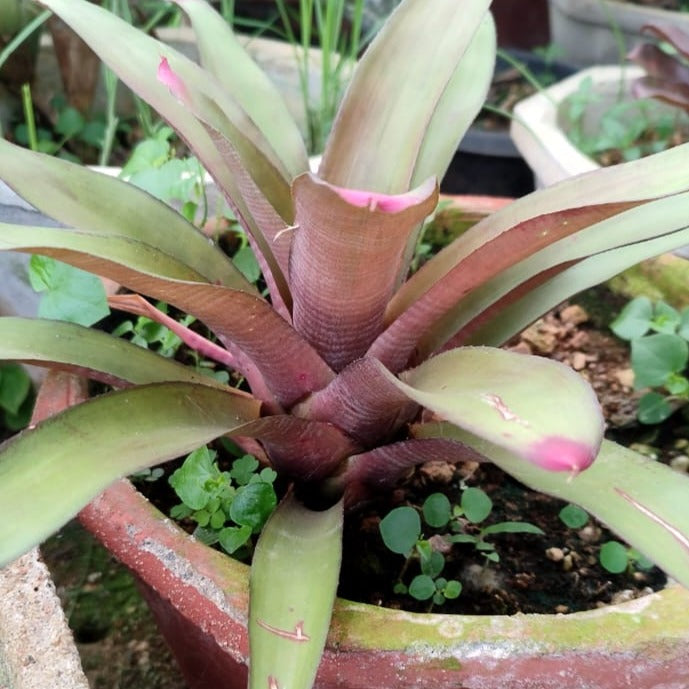 Bromeliad painted finger nail