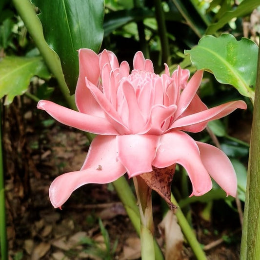 Torch ginger pink ( Etlingera elatior )