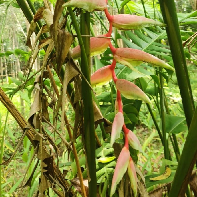 Sexy pink heliconia