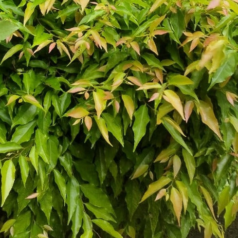 Hanging euphorbia