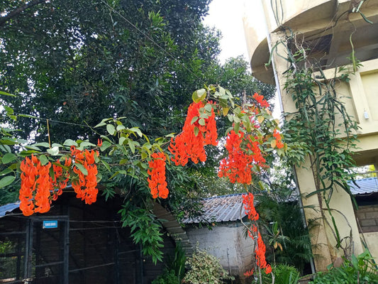 Red jade vine