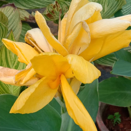 canna yellow