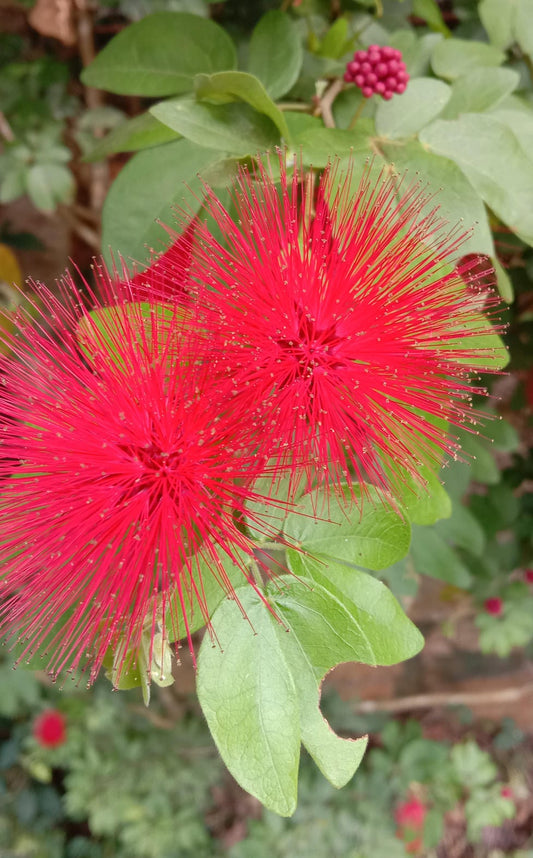 Calliandra