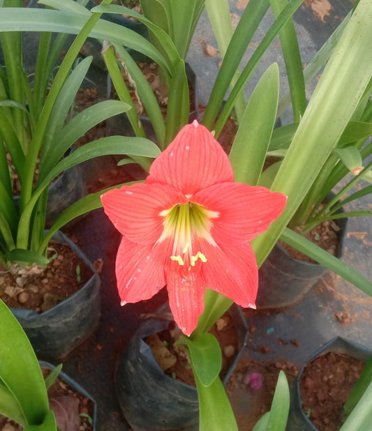 LILY ( Lilium bulbiferum)