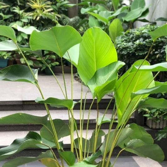 Calathea Lutea