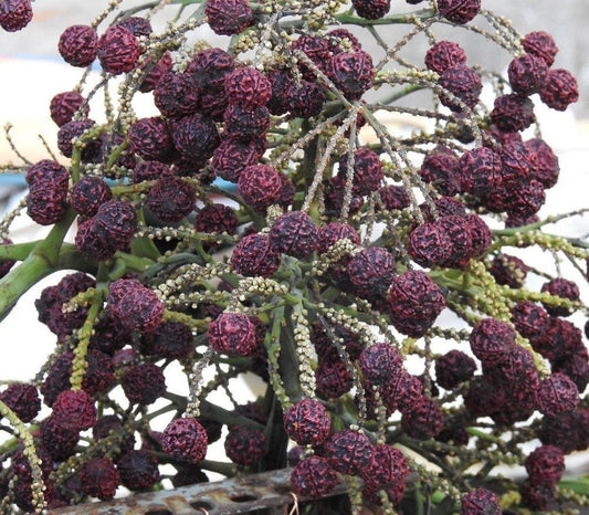 Rudraksha