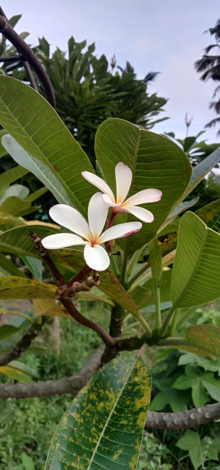 plumeria