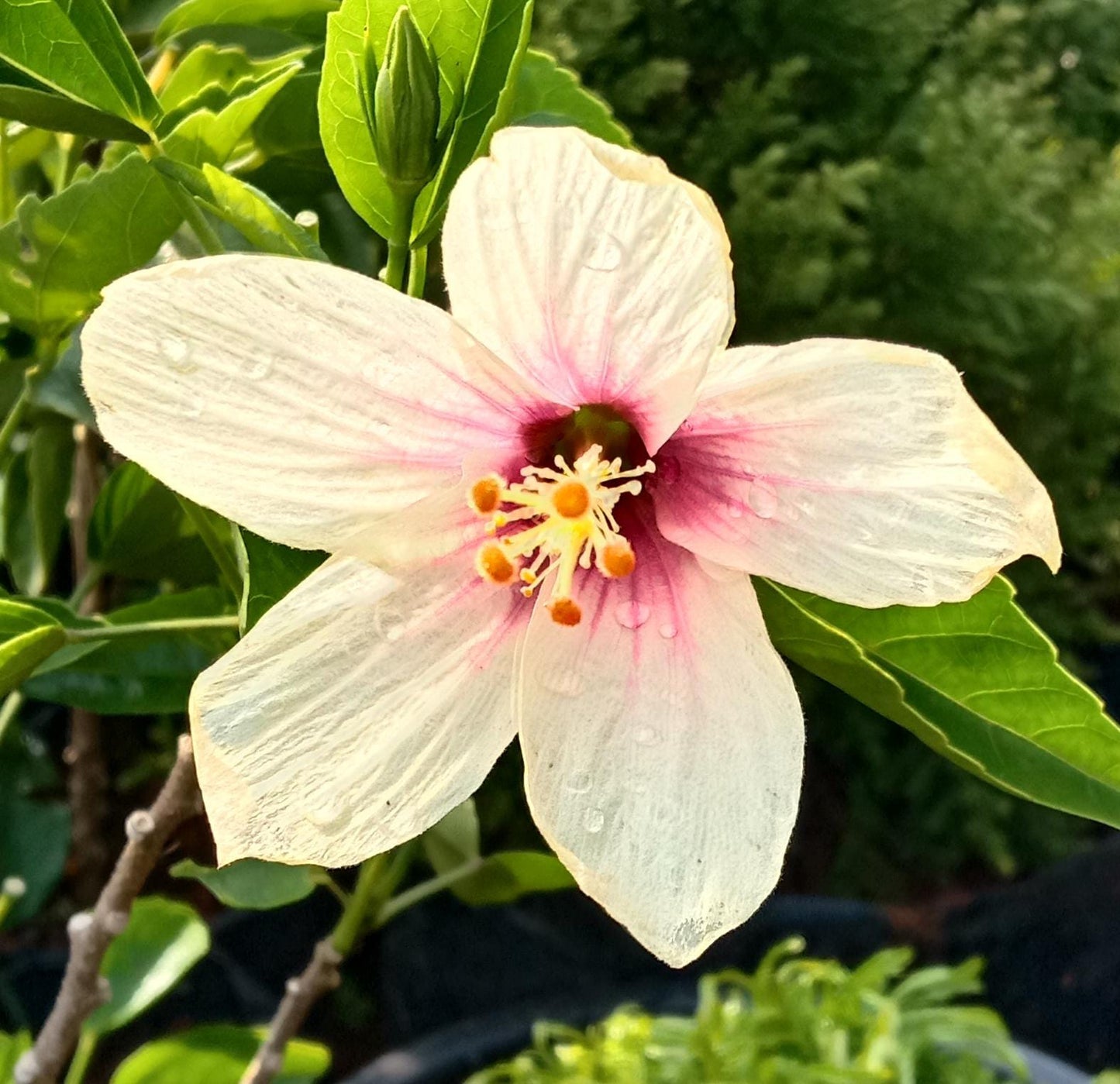 Hibiscus ( cream colour )