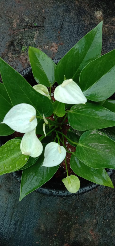 Anthurium (White)