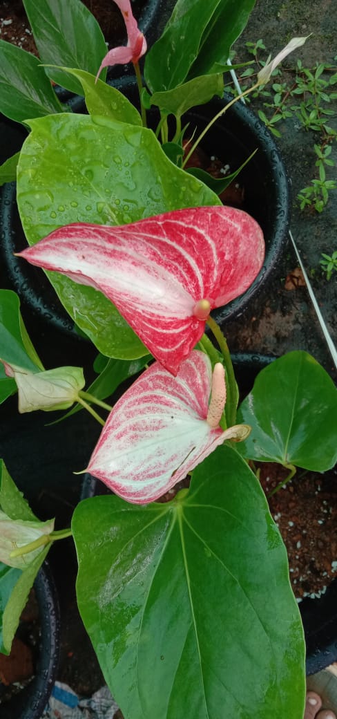 Anthurium