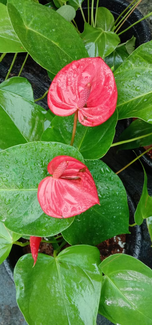 Anthurium (Red)