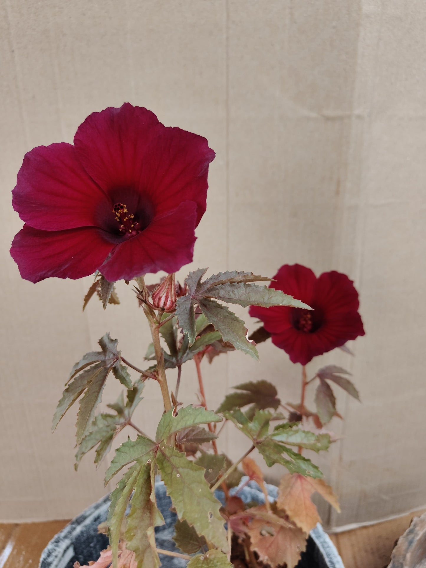 Abutilon (dark red)