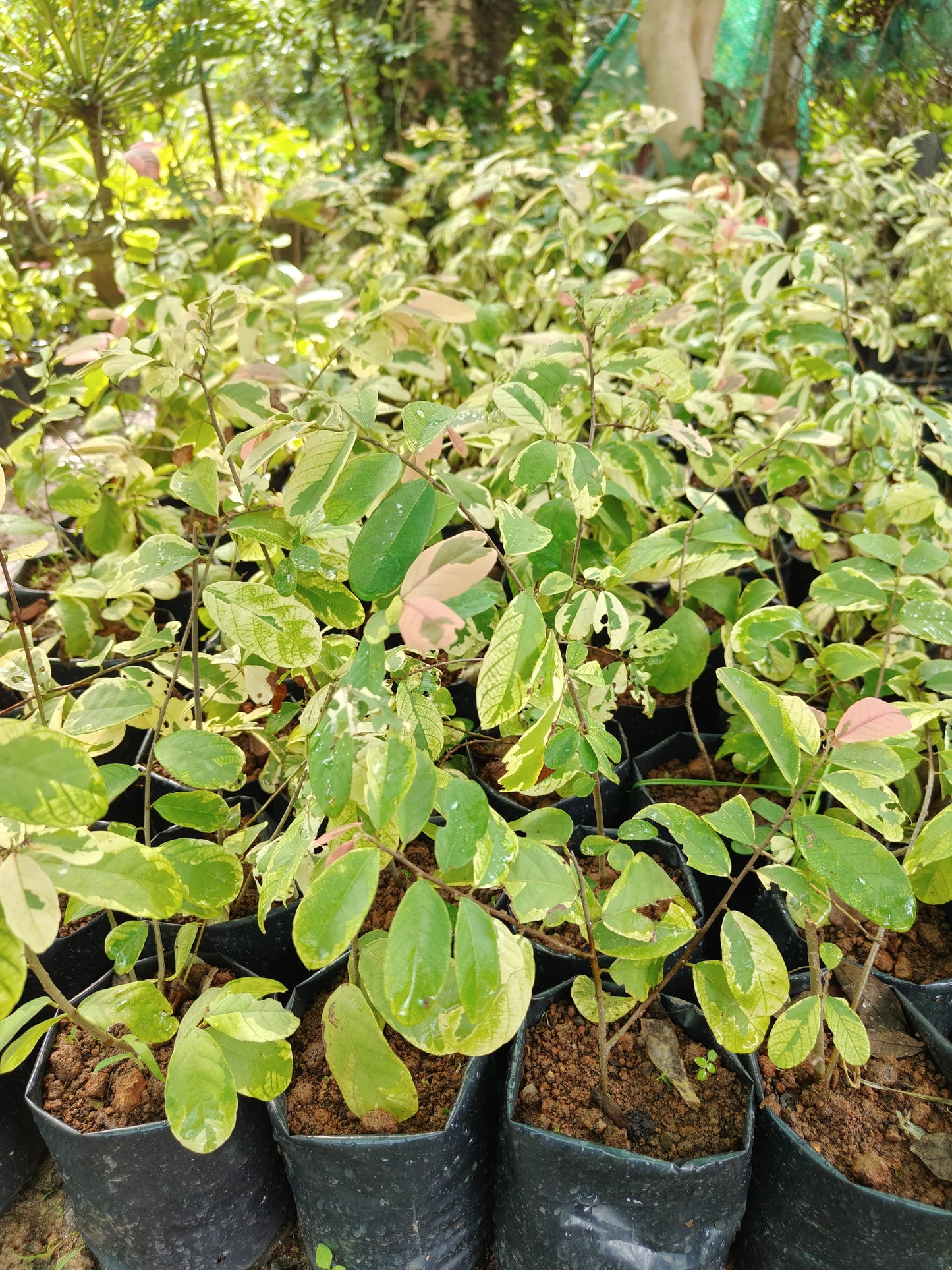 Snow bush (Breynia disticha)