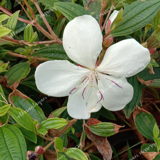 Melastoma white (Tibouchina)