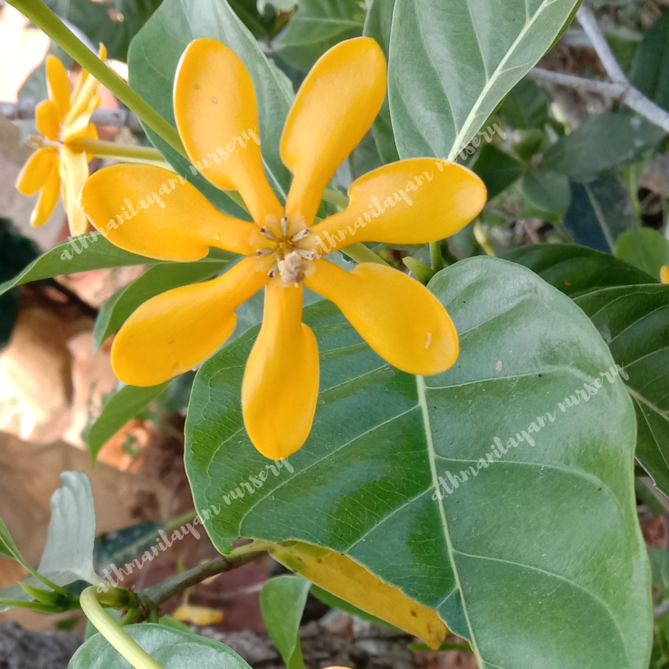 yellow gardenia