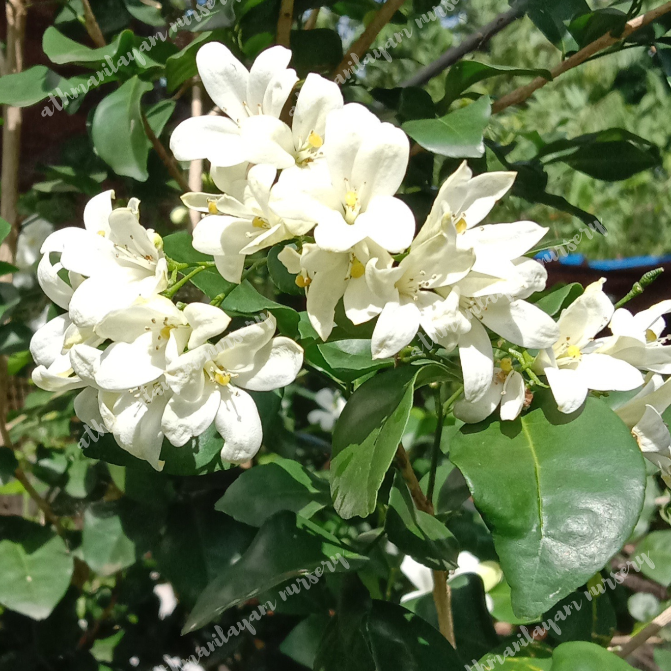 Murraya paniculata