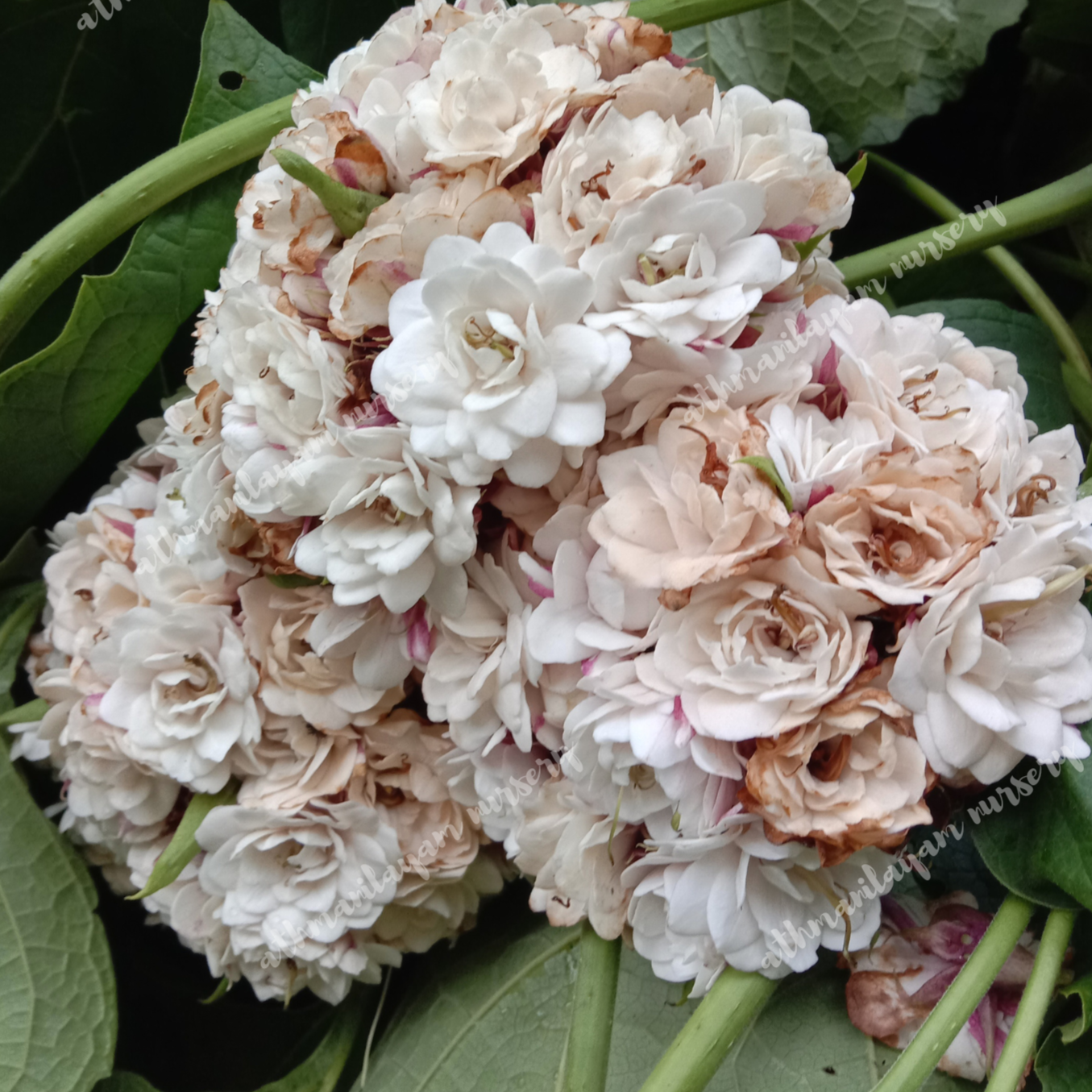 clerodendrum fragrans