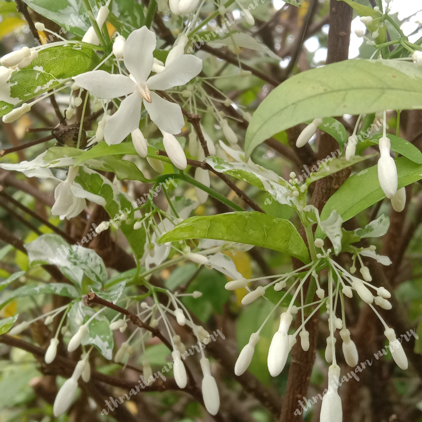 wrightia religiosa varigated