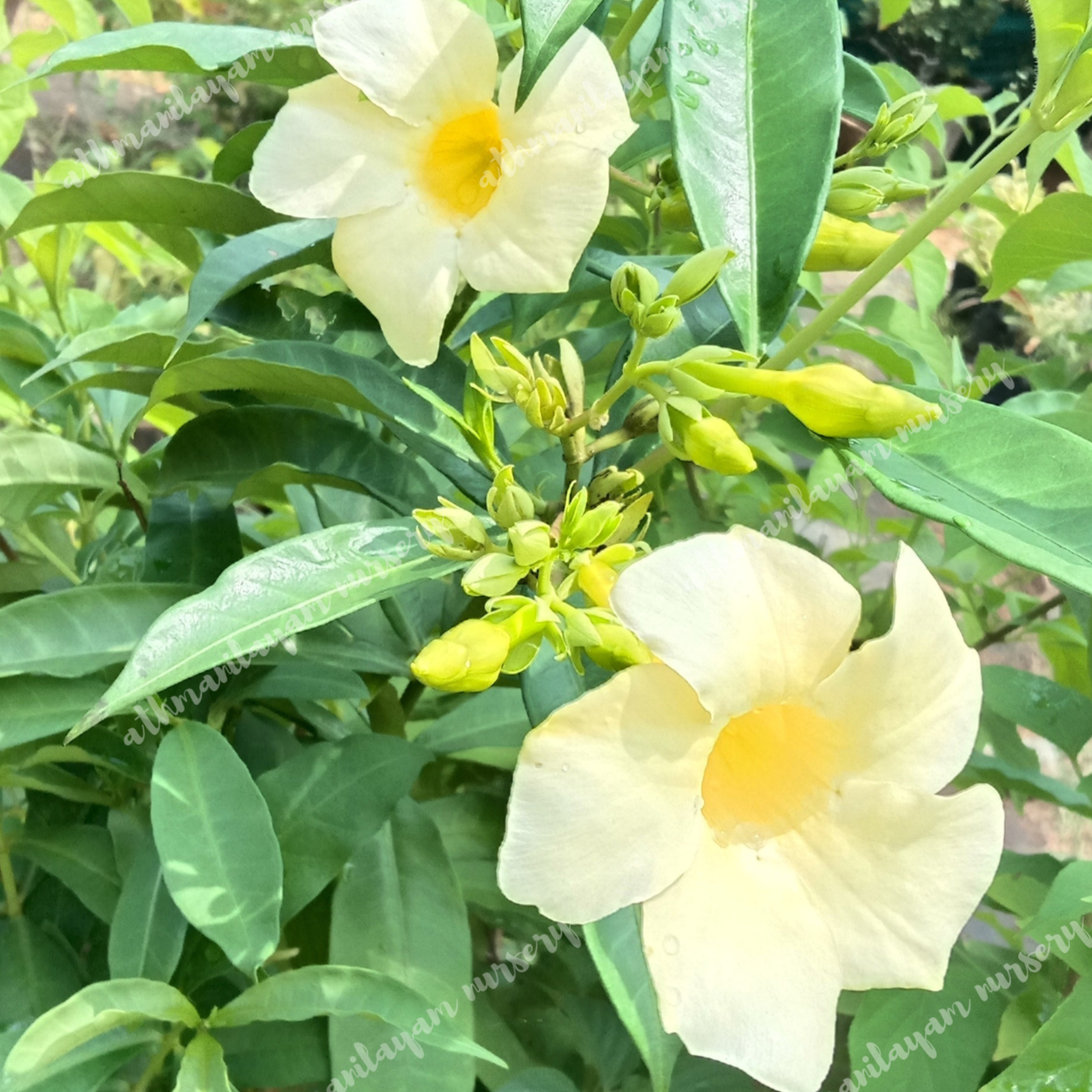 Alamanda