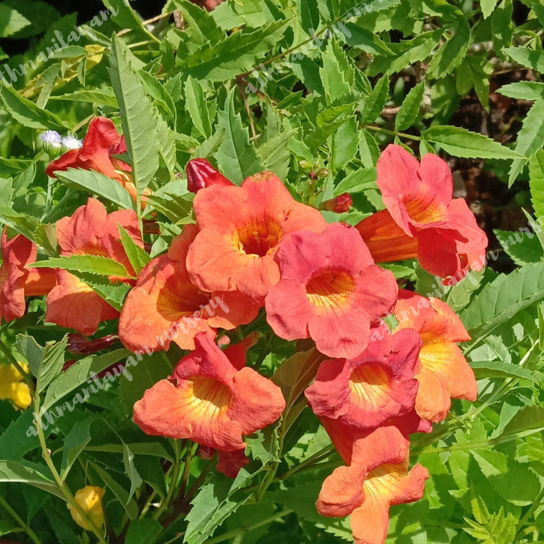 Tecoma red – Athmanilayamnursery