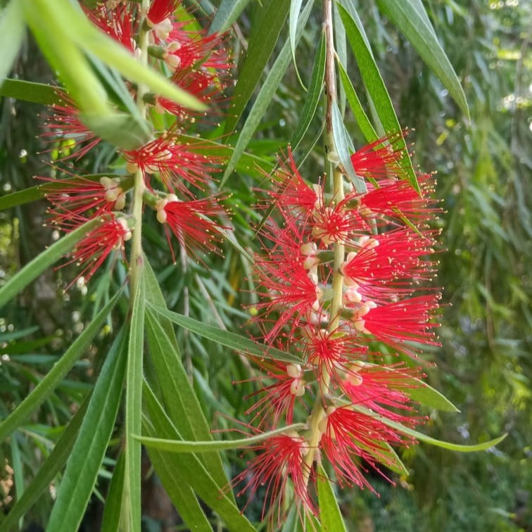 bottle brush