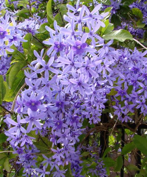 Petrea volubilis