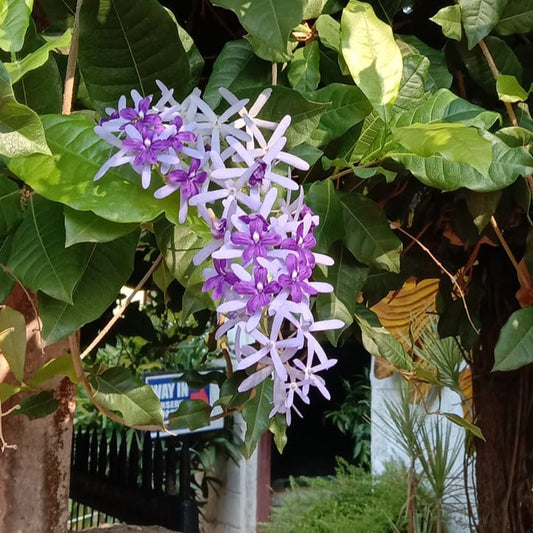 petrea