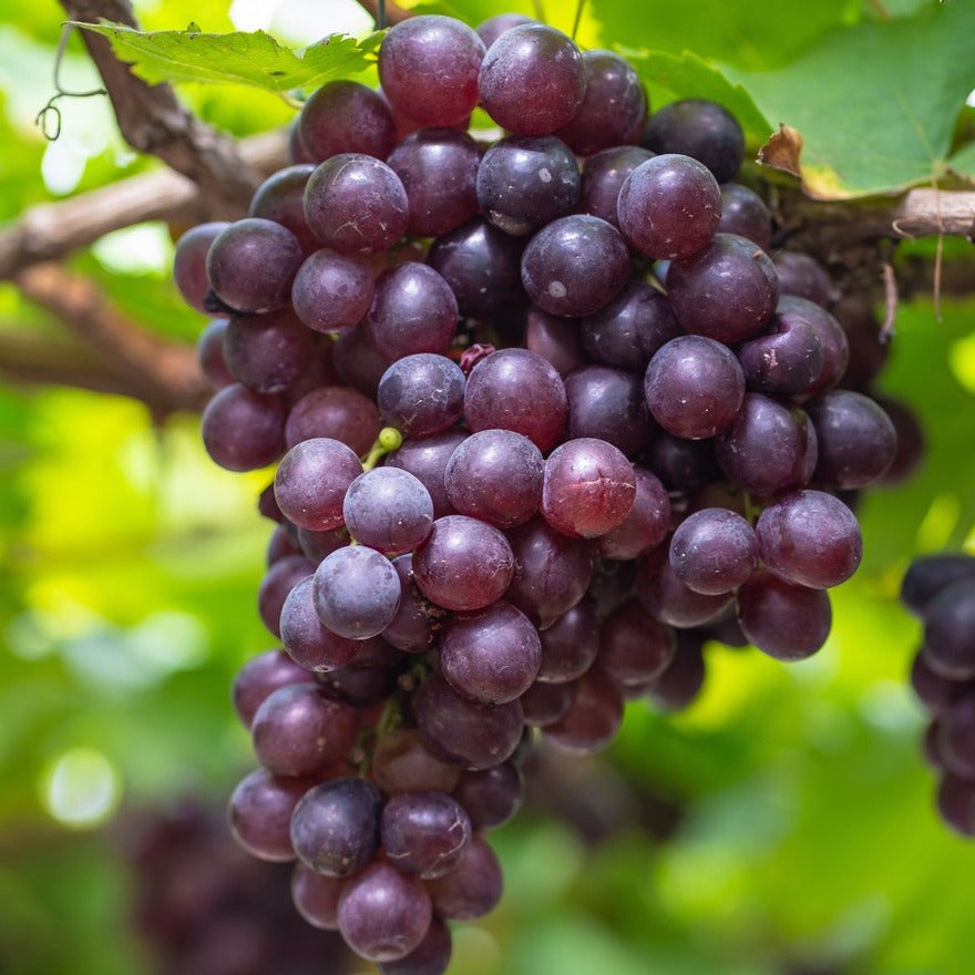 Grapes