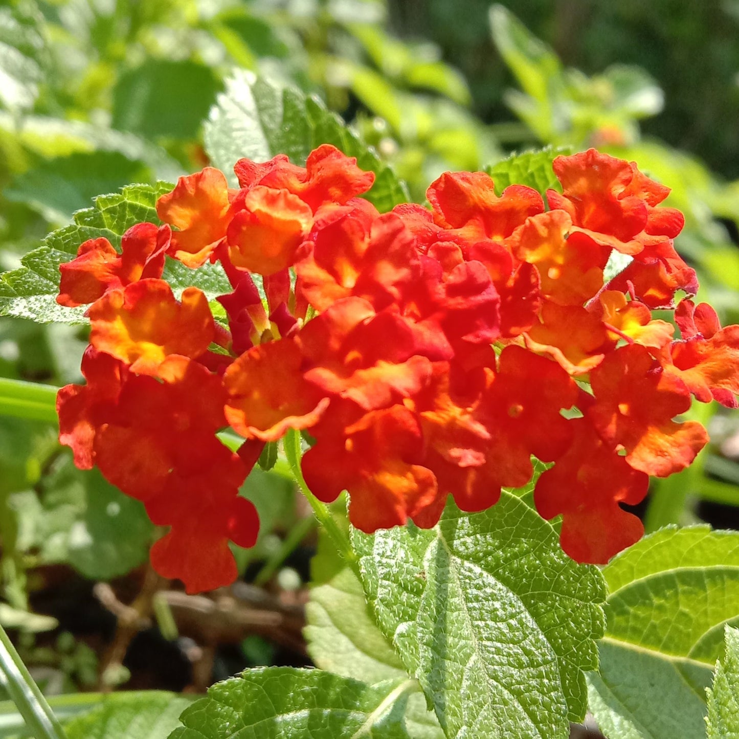 Lantana