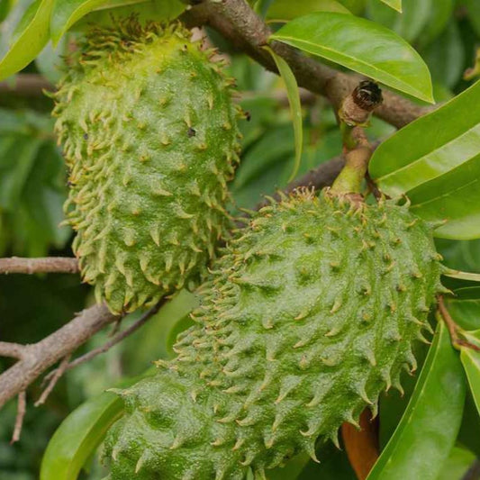 Soursop