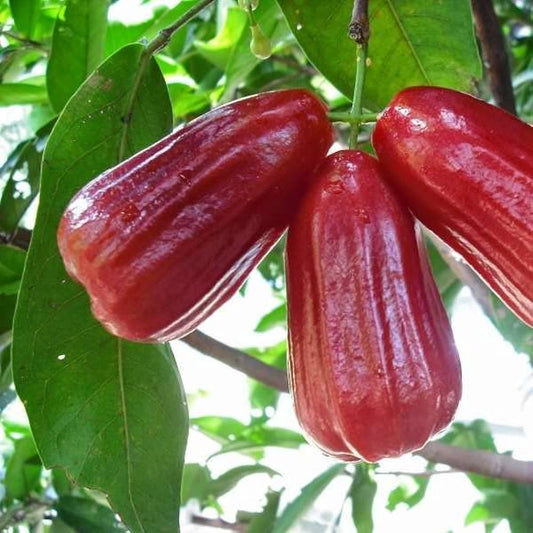 Seedless water apple