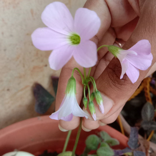 Oxalis