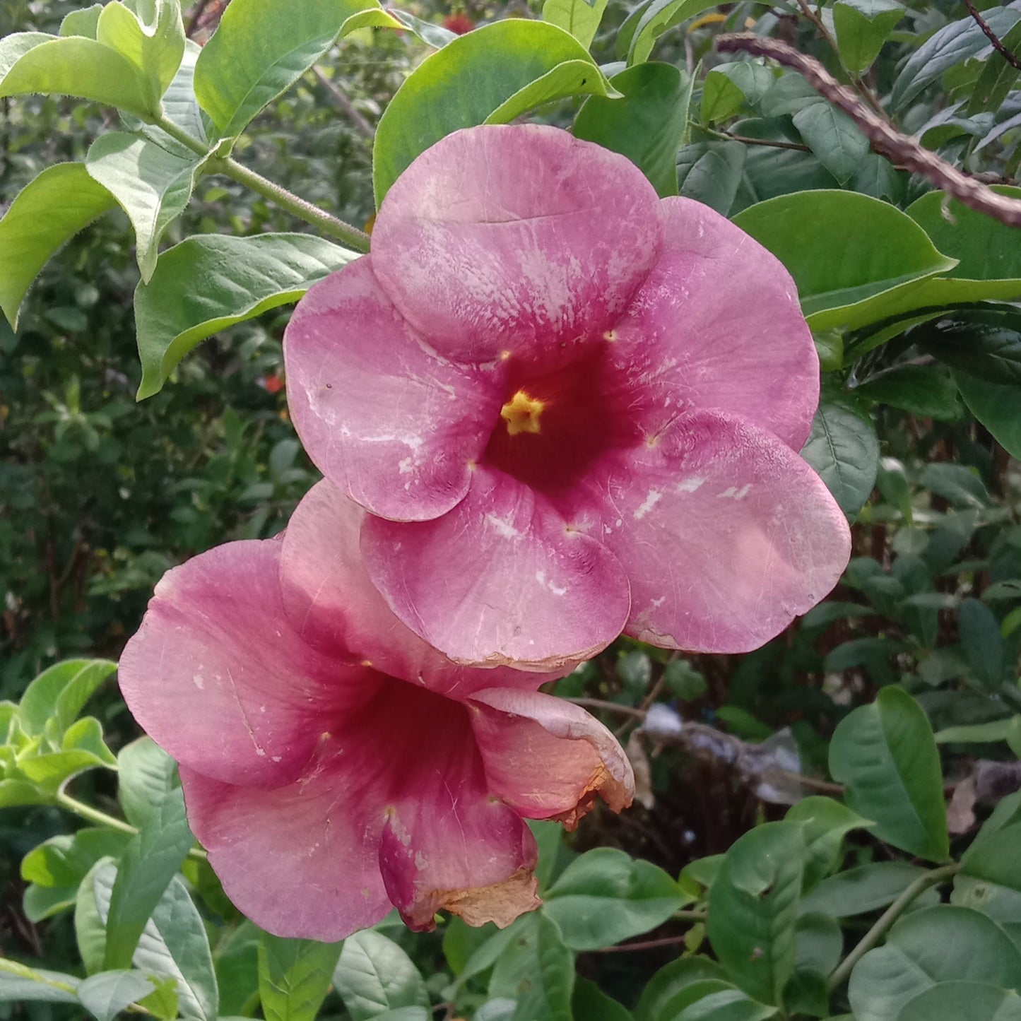 Alamanda