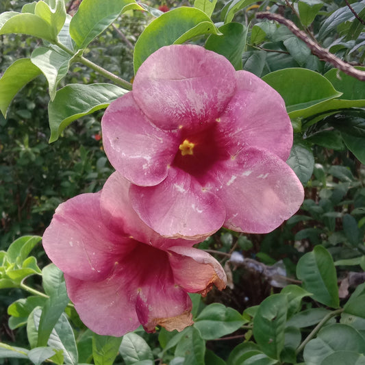 Alamanda