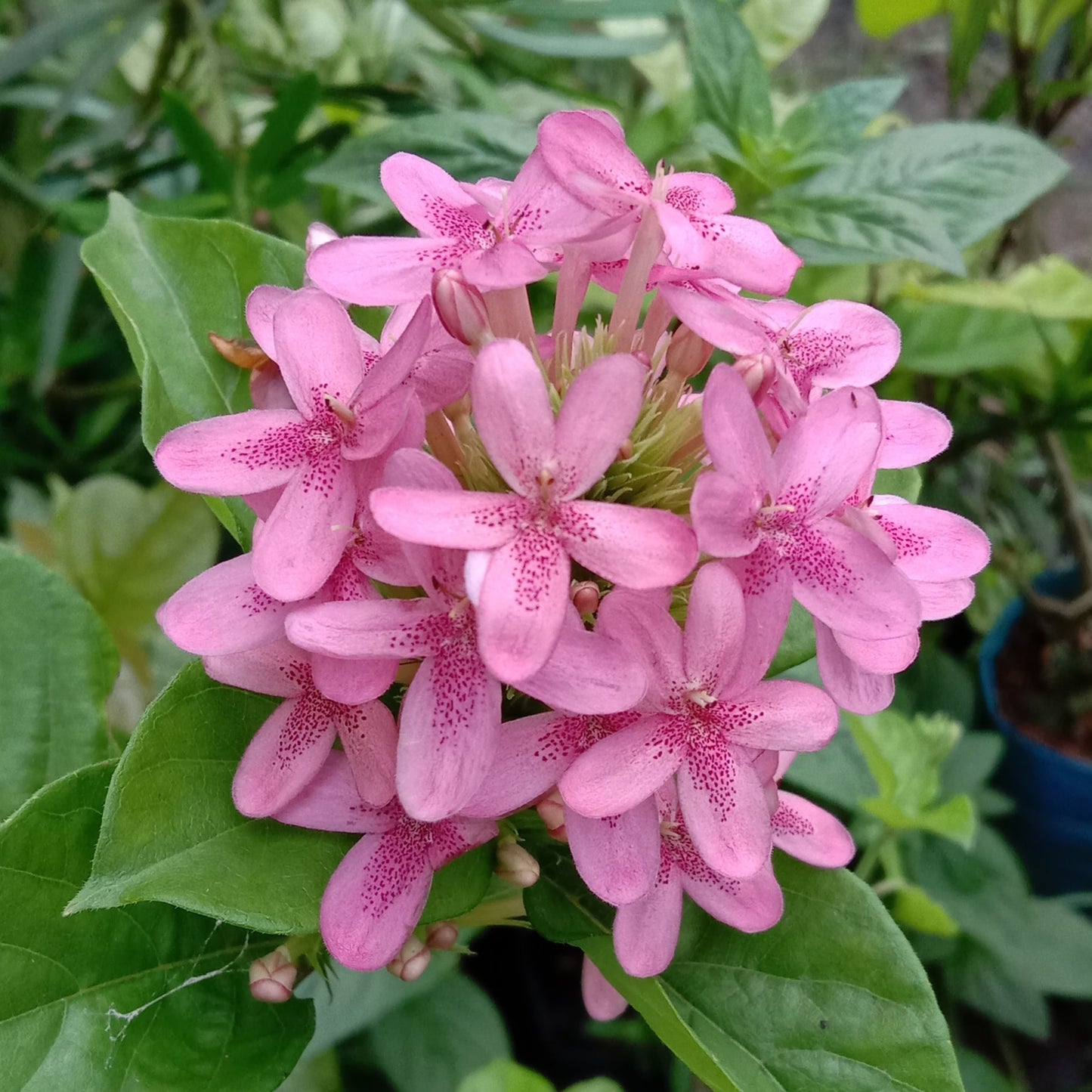 Rubsolia (Skimmia japonica)