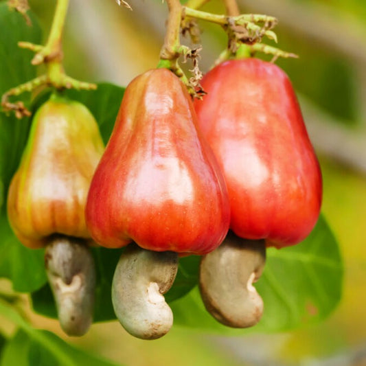 Cashew nut(Anacardium occidentale)