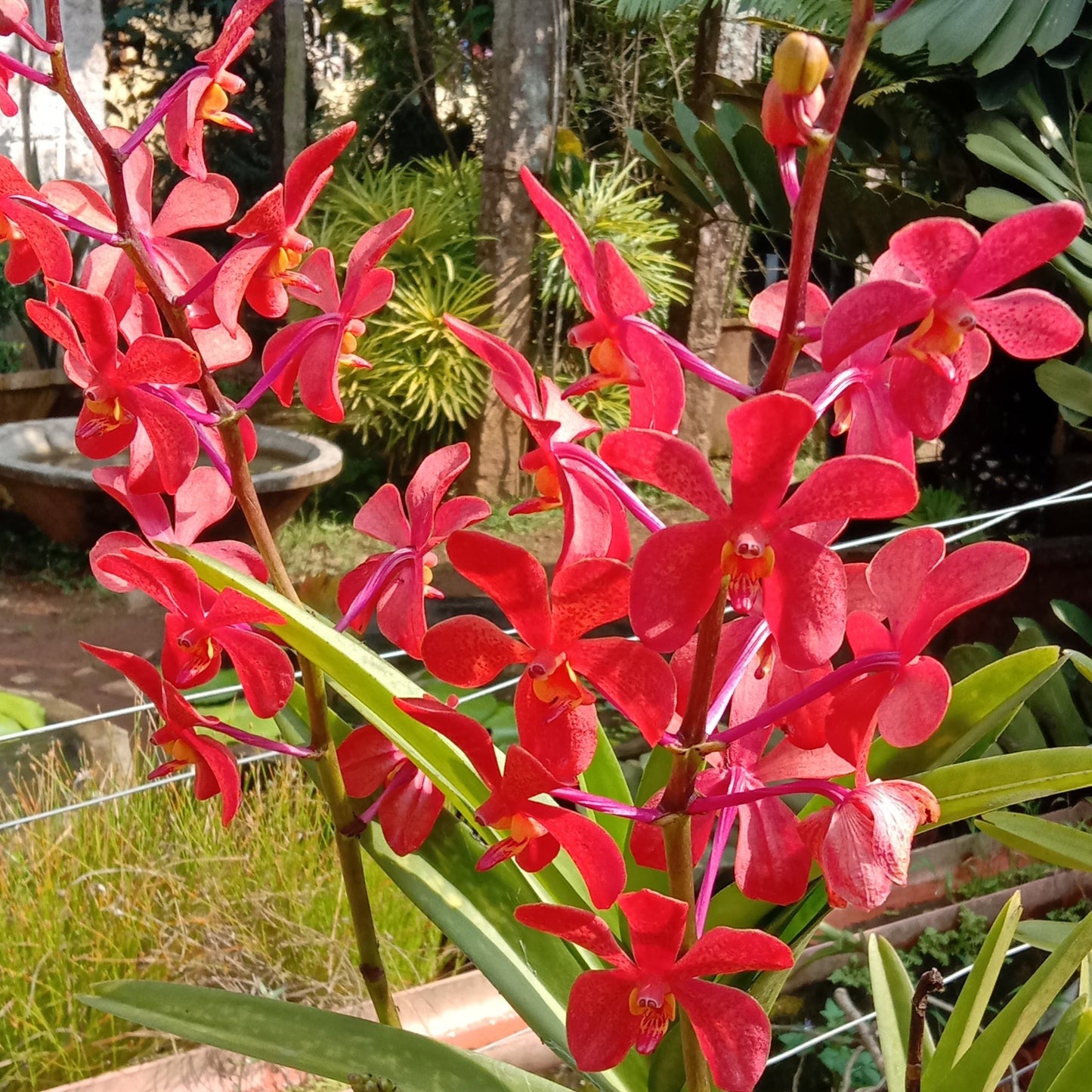 Mokkara orchid red