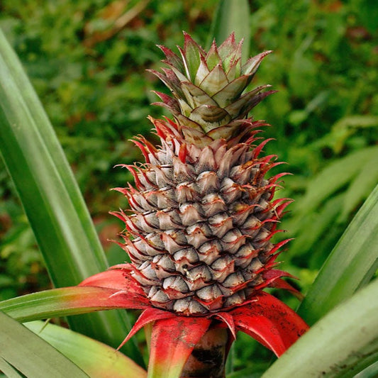 Pineapple (plant)