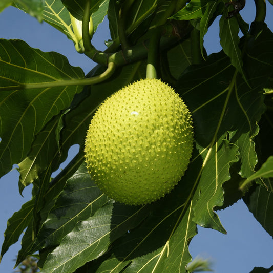 Bread fruit (Atrocarpus altilis}