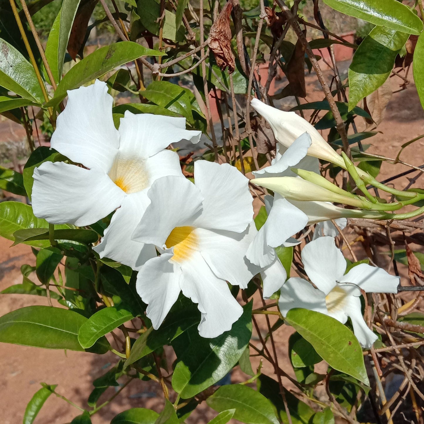 White mandevilla