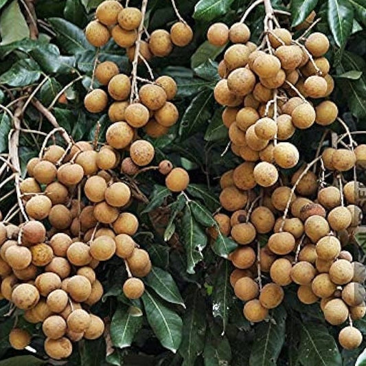 Longan