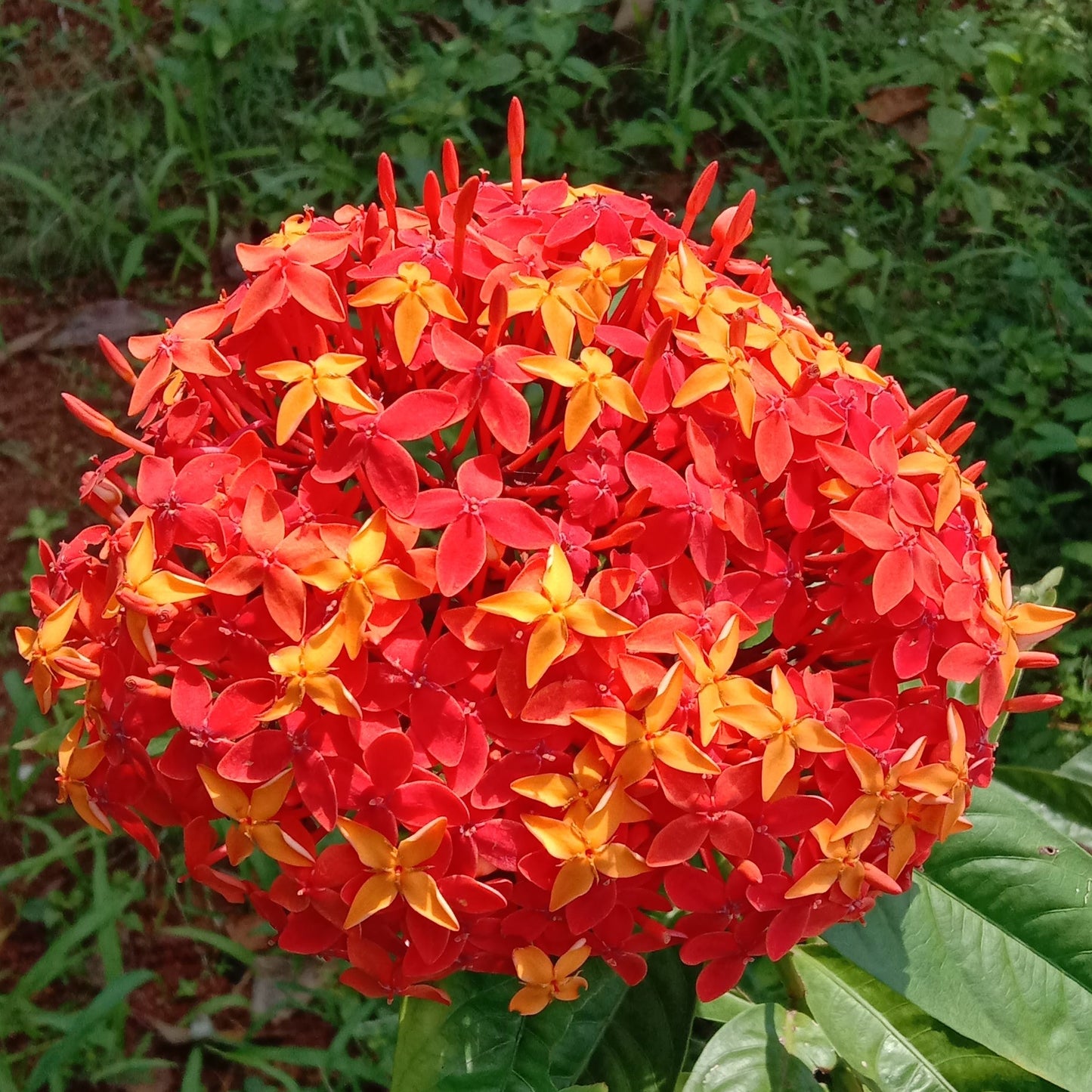 Ixora orange