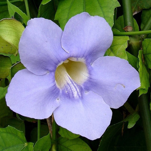 Thumbergia grandiflora